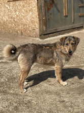 FRANJA, Hund, Mischlingshund in Rumänien - Bild 4
