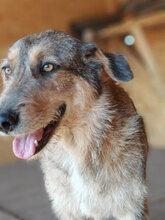 FRANJA, Hund, Mischlingshund in Rumänien - Bild 5