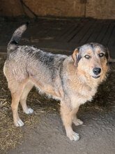 FRANJA, Hund, Mischlingshund in Rumänien - Bild 6