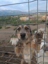 FRANJA, Hund, Mischlingshund in Rumänien - Bild 8