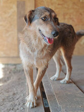 FRANJA, Hund, Mischlingshund in Rumänien - Bild 9