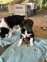 DOREA, Hund, Mischlingshund in Griechenland - Bild 2