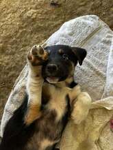 DOREA, Hund, Mischlingshund in Griechenland - Bild 3