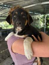 DOREA, Hund, Mischlingshund in Griechenland - Bild 4