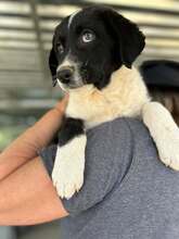 FUNDA, Hund, Mischlingshund in Griechenland - Bild 1