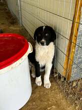 FUNDA, Hund, Mischlingshund in Griechenland - Bild 2