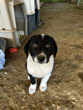 FUNDA, Hund, Mischlingshund in Griechenland - Bild 3