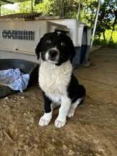 FUNDA, Hund, Mischlingshund in Griechenland - Bild 4
