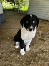 FUNDA, Hund, Mischlingshund in Griechenland - Bild 5