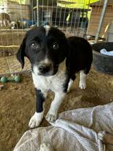 FUNDA, Hund, Mischlingshund in Griechenland - Bild 6
