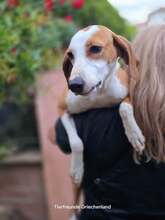 ANNIE, Hund, Mischlingshund in Griechenland - Bild 1