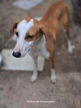 ANNIE, Hund, Mischlingshund in Griechenland - Bild 2