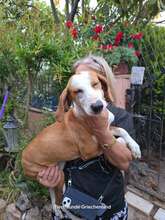 ANNIE, Hund, Mischlingshund in Griechenland - Bild 3