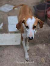 ANNIE, Hund, Mischlingshund in Griechenland - Bild 5