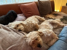 MAX, Hund, Mischlingshund in Wahlern - Bild 1