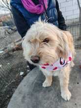 MAX, Hund, Mischlingshund in Wahlern - Bild 2