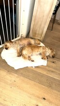 MAX, Hund, Mischlingshund in Wahlern - Bild 3