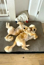 MAX, Hund, Mischlingshund in Wahlern - Bild 4