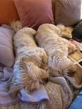 MAX, Hund, Mischlingshund in Wahlern - Bild 5