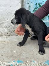 KALLE, Hund, Mischlingshund in Griechenland - Bild 2