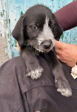 KALLE, Hund, Mischlingshund in Griechenland - Bild 3