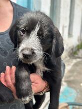 KALLE, Hund, Mischlingshund in Griechenland - Bild 4