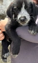 KALLE, Hund, Mischlingshund in Griechenland - Bild 5