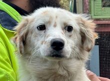 MERLE, Hund, Mischlingshund in Rumänien - Bild 1