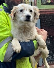 MERLE, Hund, Mischlingshund in Rumänien - Bild 3