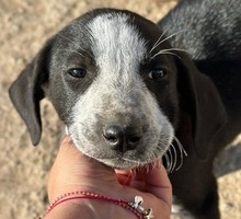 KNOX, Hund, Mischlingshund in Griechenland - Bild 1