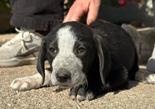KNOX, Hund, Mischlingshund in Griechenland - Bild 2