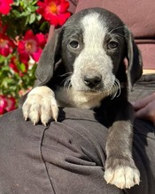 KNOX, Hund, Mischlingshund in Griechenland - Bild 3