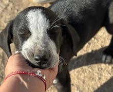 KNOX, Hund, Mischlingshund in Griechenland - Bild 4