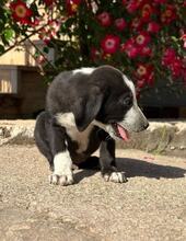 KNOX, Hund, Mischlingshund in Griechenland - Bild 5