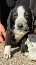 KNOX, Hund, Mischlingshund in Griechenland - Bild 6