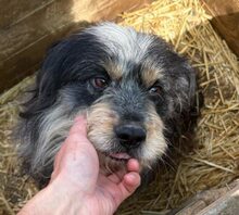 BOBBY2, Hund, Mischlingshund in Rumänien - Bild 1