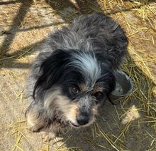 BOBBY2, Hund, Mischlingshund in Rumänien - Bild 2
