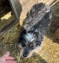 BOBBY2, Hund, Mischlingshund in Rumänien - Bild 3