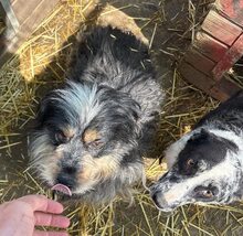 BOBBY2, Hund, Mischlingshund in Rumänien - Bild 4