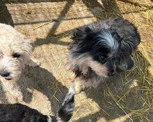 BOBBY2, Hund, Mischlingshund in Rumänien - Bild 5