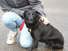 GINNY, Hund, Spitz-Pinscher-Mix in Ungarn