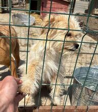 DORO, Hund, Mischlingshund in Rumänien - Bild 3