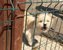 DORO, Hund, Mischlingshund in Rumänien - Bild 4