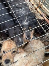 DORO, Hund, Mischlingshund in Rumänien - Bild 6
