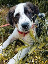 LOTTI, Hund, Mischlingshund in Griechenland - Bild 1