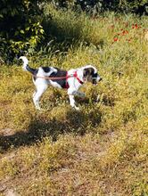 LOTTI, Hund, Mischlingshund in Griechenland - Bild 2