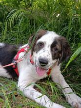 LOTTI, Hund, Mischlingshund in Griechenland - Bild 3