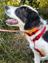 LOTTI, Hund, Mischlingshund in Griechenland - Bild 4