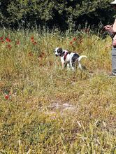LOTTI, Hund, Mischlingshund in Griechenland - Bild 6