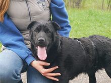 GEORGIA, Hund, Shar Pei-Pinscher-Mix in Ungarn